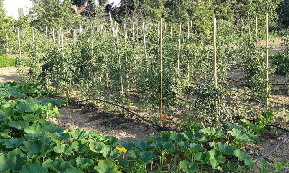foto-orto-tuoro-sul-trasimeno-84